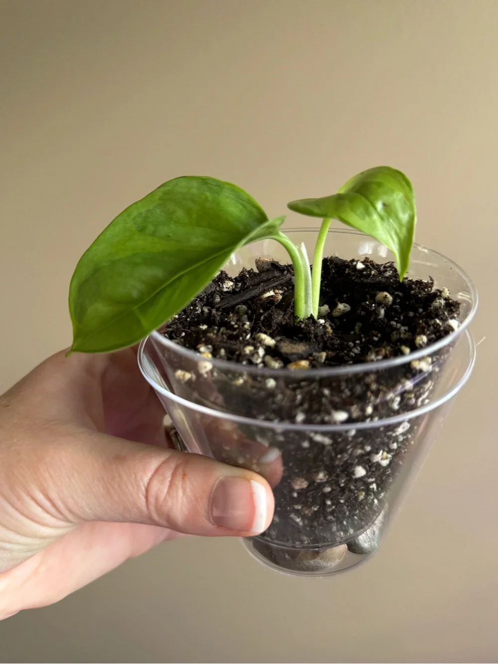 Global Green Pothos-Rooted
